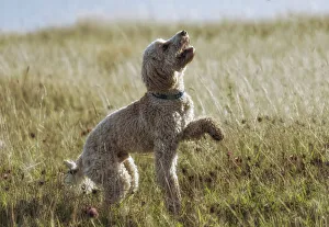 A Blond Cockapoo Plays In The Grass; South Shields, Tyne And Wear, England A Blond Cockapoo Plays In The Grass; South Shields, Tyne And Wear, England