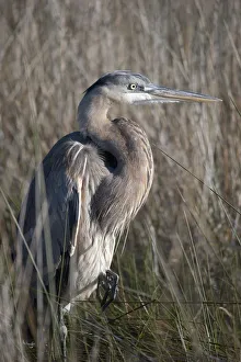 Blue heron; Gulf shores alabama united states of america Blue heron; Gulf shores alabama united states of america