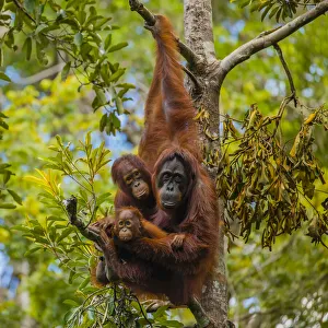 A Bornean orangutan family, Pongo pygmaeus, in a tree A Bornean orangutan family, Pongo pygmaeus, in a tree
