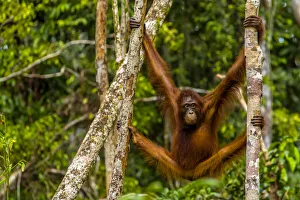 A Bornean orangutan, Pongo pygmaeus, swinging from adjacent tree trunks A Bornean orangutan, Pongo pygmaeus, swinging from adjacent tree trunks