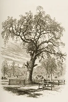 Boston Massachusetts, The Liberty Tree In 1870S. From American Pictures Drawn With Pen And Pencil By Rev Samuel Manning Boston Massachusetts, The Liberty Tree In 1870S. From American Pictures Drawn With Pen And Pencil By Rev Samuel Manning