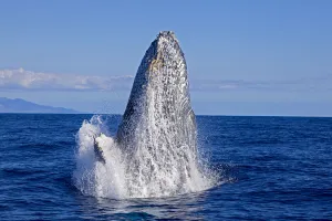 Breaching Humpback Whale (Megaptera Novaeangliae); Maui, Hawaii, United States Of America Breaching Humpback Whale (Megaptera Novaeangliae); Maui, Hawaii, United States Of America
