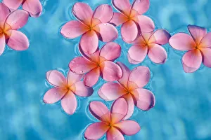 Bright Pink Plumerias Floating In Turquoise Water Bright Pink Plumerias Floating In Turquoise Water