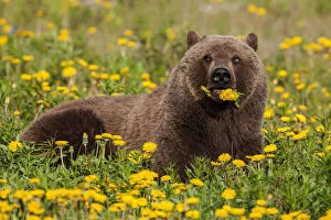 Alaska Highway Collection: A Brown Bear Forages On Dandelions, Tatshenshini-Alsek Park, Accessible From The Haines To Haines