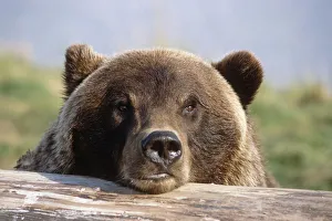 Brown Bear Resting On Log Alaska Wildlife Conservation Center Summer Sc Alaska, Captive Brown Bear Resting On Log Alaska Wildlife Conservation Center Summer Sc Alaska, Captive