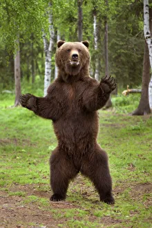 Brown Bear Standing On Hind Legs Southcentral Alaska Summer Brown Bear Standing On Hind Legs Southcentral Alaska Summer