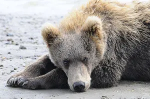 A Brown Bear (Ursus Arctos) Lays On The Sand, Katmai National Park; Alaska, United States Of America A Brown Bear (Ursus Arctos) Lays On The Sand, Katmai National Park; Alaska, United States Of America