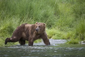 Brown Bear Wades Through A Stream Near Prince William Sound, Chugach Mountains, Chugach National Forest, Alaska Brown Bear Wades Through A Stream Near Prince William Sound, Chugach Mountains, Chugach National Forest, Alaska