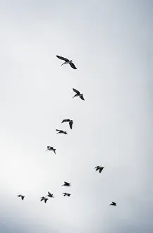 Brown Pelicans (Pelecanus Occidentalis) In A Cloudy Sky; Ilwaco, Washington, United States Of America Brown Pelicans (Pelecanus Occidentalis) In A Cloudy Sky; Ilwaco, Washington, United States Of America