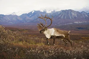 Bull Caribou On Autumn Tundra With Alaska Range In The Background, Denali National Park, Interior Alaska Bull Caribou On Autumn Tundra With Alaska Range In The Background, Denali National Park, Interior Alaska