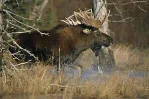 Bull Moose Runs Through Water Spashling Captive Ak Sc Autumn Bull Moose Runs Through Water Spashling Captive Ak Sc Autumn