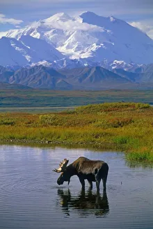 Bull Moose In Tundra Pond Mt Mckinley Denali Np Int Ak Bull Moose In Tundra Pond Mt Mckinley Denali Np Int Ak
