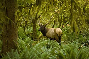 Bull Roosevelt Elk (Cervus Canadensis Roosevelti) Framed By Rainforest Foliage; Washington Bull Roosevelt Elk (Cervus Canadensis Roosevelti) Framed By Rainforest Foliage; Washington