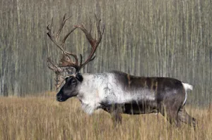 Bull Woodland Caribou In The Yukon Territory, Canada Bull Woodland Caribou In The Yukon Territory, Canada