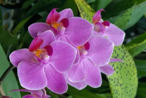 Bunch Of Lavender Colored Orchids On Plant, Outdoors Bunch Of Lavender Colored Orchids On Plant, Outdoors