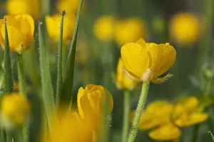 Buttercups Blooming; Astoria, Oregon, United States Of America Buttercups Blooming; Astoria, Oregon, United States Of America
