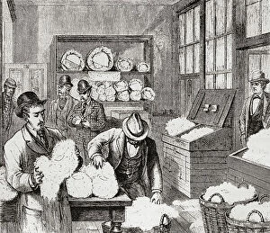 Historical Collection: Buyers Examining Samples Cotton Georgia USA Trade