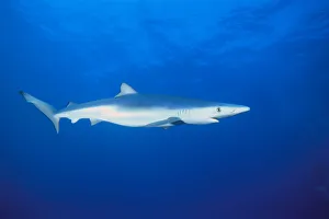 California, Blue Shark (Prionace Glauca) Clear Blue Water Near Surface, Side View California, Blue Shark (Prionace Glauca) Clear Blue Water Near Surface, Side View