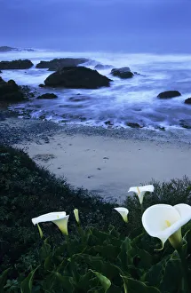 California, Pescadero, Calla Lilies Along Coastline, Beach And Ocean In Background California, Pescadero, Calla Lilies Along Coastline, Beach And Ocean In Background