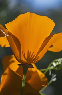 California Poppies (Eschscholzia Californica) Bloom In A Garden; Astoria, Oregon California Poppies (Eschscholzia Californica) Bloom In A Garden; Astoria, Oregon
