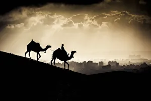 Two Camels And A Rider Walk In Front Of Giza, Egypt At Sunset; Giza, Egypt Two Camels And A Rider Walk In Front Of Giza, Egypt At Sunset; Giza, Egypt