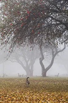 Canada geese sheltering under apple trees on a misty autumn morning; ontario canada Canada geese sheltering under apple trees on a misty autumn morning; ontario canada