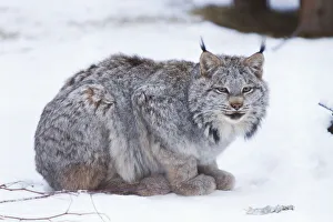 Canada Lynx Crouched On The Snowcovered Ground In Alberta, Canada, Winter. Captive Canada Lynx Crouched On The Snowcovered Ground In Alberta, Canada, Winter. Captive