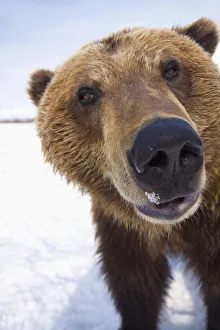 Captive Extreme Close-Up Of Brown Bear At The Alaska Wildlife Conservation Center, Southcentral Alaska, Winter Captive Extreme Close-Up Of Brown Bear At The Alaska Wildlife Conservation Center, Southcentral Alaska, Winter