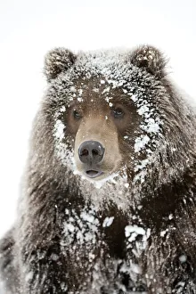 Captive: Male Brown Bear With A Frosty Face Lying On Snow, Alaska Wildlife Conservation Center, Southcentral Alaska Captive: Male Brown Bear With A Frosty Face Lying On Snow, Alaska Wildlife Conservation Center, Southcentral Alaska