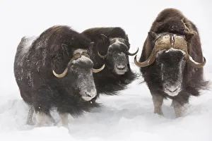 Captive: Three Musk Ox Stand In Deep Snow During A Winter Storm, Alaska Wildlife Conservation Center Captive: Three Musk Ox Stand In Deep Snow During A Winter Storm, Alaska Wildlife Conservation Center