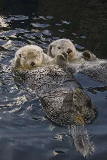 Captive Two Sea Otters Holding Paws At Vancouver Aquarium In Vancouver, British Columbia Captive Two Sea Otters Holding Paws At Vancouver Aquarium In Vancouver, British Columbia