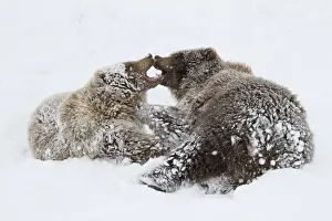 Captive: Young Female And Male Brown Bears Play Together In Snow, Alaska Wildlife Conservation Center Captive: Young Female And Male Brown Bears Play Together In Snow, Alaska Wildlife Conservation Center
