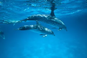 Caribbean, Bahamas, Spotted Dolphins, Pair Near Surface With Reflections (Stenella Plagiodon) Caribbean, Bahamas, Spotted Dolphins, Pair Near Surface With Reflections (Stenella Plagiodon)