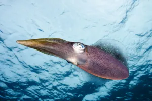 Caribbean, Reef Squid (Sepioteuthis Sepioidea); Bonaire Caribbean, Reef Squid (Sepioteuthis Sepioidea); Bonaire