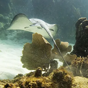 Caribbean Whiptail Stingray (Himantura Schmardae); Utila, Bay Islands, Honduras Caribbean Whiptail Stingray (Himantura Schmardae); Utila, Bay Islands, Honduras