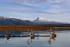 Caribou Bulls Swimming Across Kobuk River Arctic Alaska Autumn Kobuk Valley National Park Caribou Bulls Swimming Across Kobuk River Arctic Alaska Autumn Kobuk Valley National Park