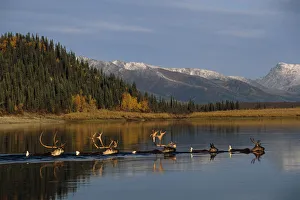 Caribou Herd Swimming Across Kobuk River Arctic Alaska Autumn Kobuk Valley National Park Caribou Herd Swimming Across Kobuk River Arctic Alaska Autumn Kobuk Valley National Park