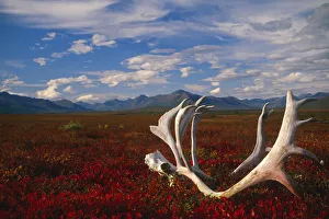 Caribou Skull & Antlers Laying On Arctic Tundra Kobuk Valley National Park Alaska Autumn Caribou Skull & Antlers Laying On Arctic Tundra Kobuk Valley National Park Alaska Autumn