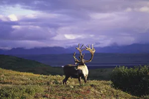 Caribou Standing In Tundra Denali Natl Park Interior Ak Fall Portrait Caribou Standing In Tundra Denali Natl Park Interior Ak Fall Portrait