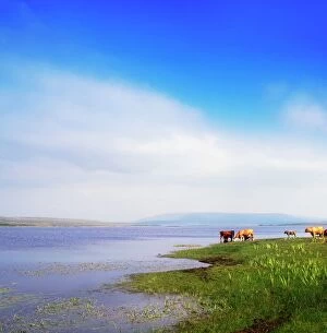 Images Dated 1st August 2007: Carrowmore Lake, Co Mayo, Ireland; Cattle At The Edge Of A Lake