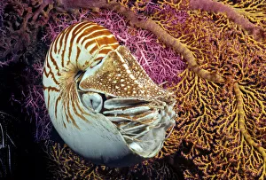 Chambered nautilus (Nautilus pompilius); Indonesia Chambered nautilus (Nautilus pompilius); Indonesia