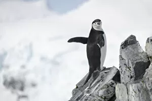 Animal Kingdom Collection: Chinstrap penguin (Pygoscelis antarcticus) stands on rock waving flippers; Antarctica