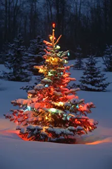Christmas Tree With Lights Outdoors In The Forest Christmas Tree With Lights Outdoors In The Forest