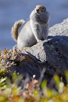 Close Up Of An Adult Arctic Ground Squirrel Sitting On A Rock With Its Tail Pointed Up In Denali National Park And Close Up Of An Adult Arctic Ground Squirrel Sitting On A Rock With Its Tail Pointed Up In Denali National Park And