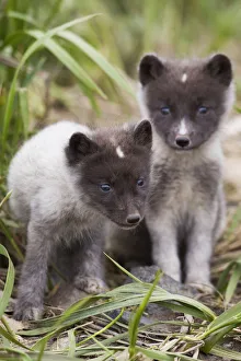 Close Up Of Arctic Fox Pups, Saint Paul Island, Pribilof Islands, Bering Sea, Alaska, Southwestern, Summer Close Up Of Arctic Fox Pups, Saint Paul Island, Pribilof Islands, Bering Sea, Alaska, Southwestern, Summer