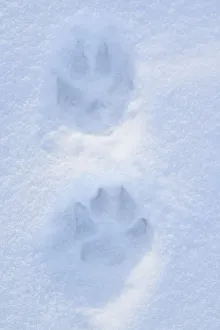 Close Up Of Dog Paw Tracks On Snow Winter Alaska Sc Close Up Of Dog Paw Tracks On Snow Winter Alaska Sc