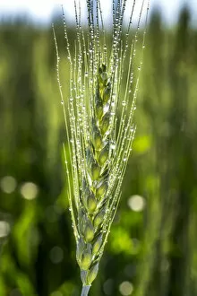 Aestivum Collection: Close up of a green wheat head with dew drops, East of Calgary, Alberta, Canada