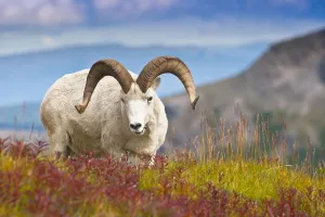 Close Up Of A Large Dall Sheep Ram Standing On Fall Tundra Near Savage River Valley In Denali National Park And Close Up Of A Large Dall Sheep Ram Standing On Fall Tundra Near Savage River Valley In Denali National Park And