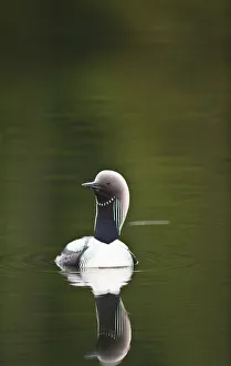 Close Up Of A Pacific Loon Swimming In A Pond In Chugach State Park Near Anchorage, Southcentral Alaska, Summer Close Up Of A Pacific Loon Swimming In A Pond In Chugach State Park Near Anchorage, Southcentral Alaska, Summer