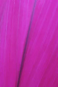 Close Up Detail Of A Pink Flower Petal; Hawaii, United States Of America Close Up Detail Of A Pink Flower Petal; Hawaii, United States Of America